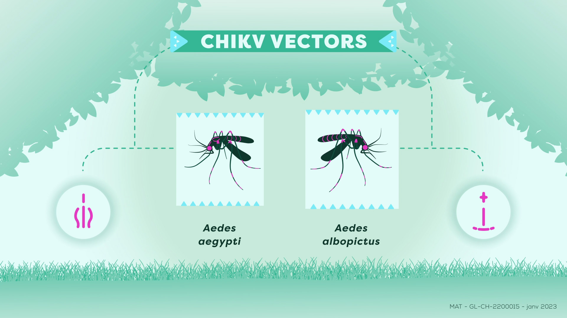 Chikungunya disease